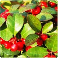 Gaultheria Wintergreen Essential Oil