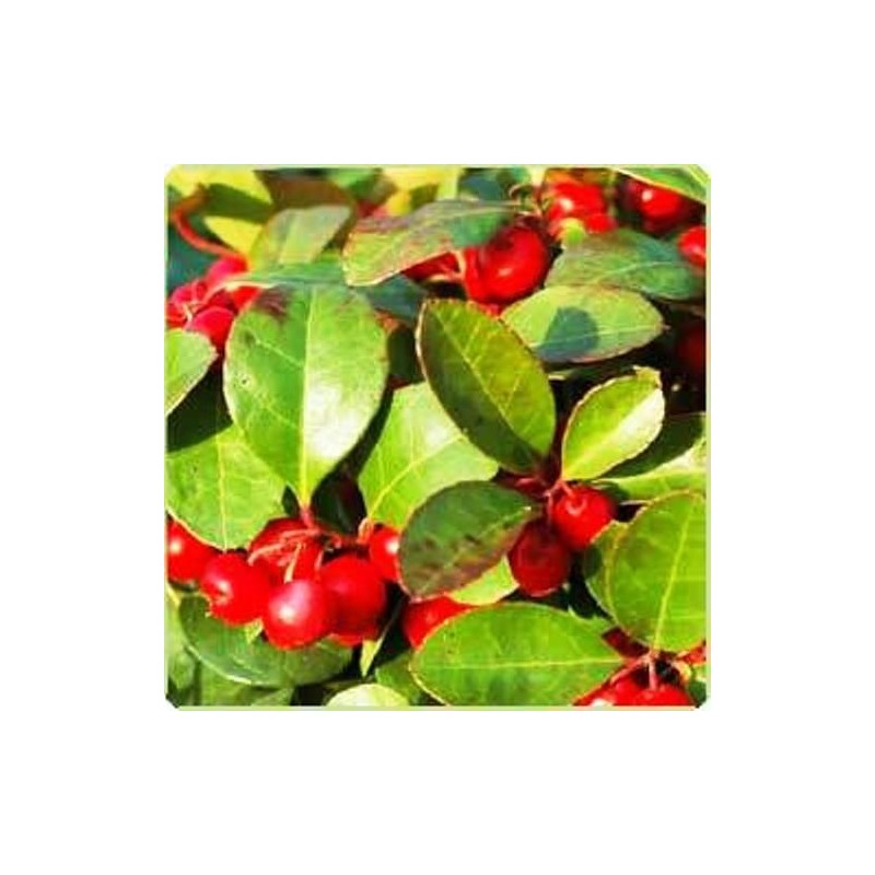 Gaultheria Wintergreen Essential Oil