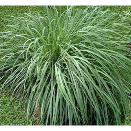 Citronella Essential oil 